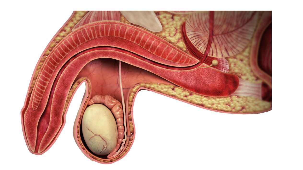 Dysfonction érectile, causes. 